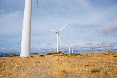 Dev rüzgar türbinleri, altın çimenler ve çalılarla çevrili çarpıcı mavi gökyüzüne karşı dimdik ayakta dururlar..