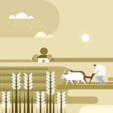 Tarım tarlasında çalışan öküz sahibi Hintli çiftçi