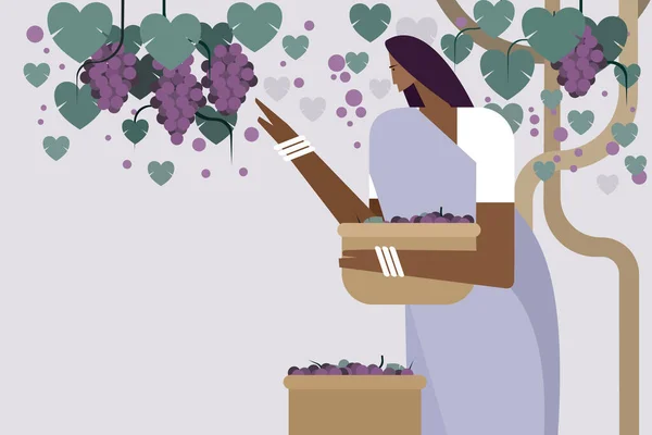 Ilustração Uma Mulher Fazenda Indiana Colhendo Frutos Uva Plantação — Vetor de Stock