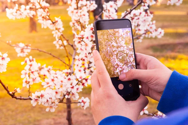 stock image close-up of hands taking a photo with a smartphone of almond blossoms