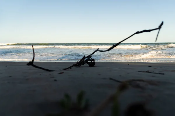 砂浜の砂の中の木の枝 Guaibimビーチ バレンシア ブラジル — ストック写真