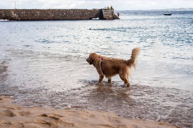 Salvador, Bahia, Brezilya - Haziran 04, 2022: Salvador, Bahia 'daki Porto da Barra plajında bir köpek oynuyor.