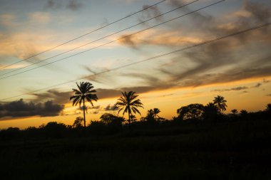 Silhouette of trees and electricity wires at sunset. Dramatic sky.