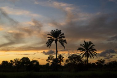 Silhouette of coconut trees at sunset. Dramatic sky of yellow color.