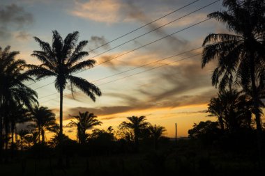 Silhouette of trees and electricity wires at sunset. Dramatic sky.