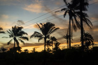 Silhouette of trees and electricity wires at sunset. Dramatic sky.