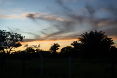 Silhouette of trees at sunset. Dramatic sky of yellow color.