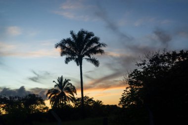 Silhouette of coconut trees at sunset. Dramatic sky of yellow color.