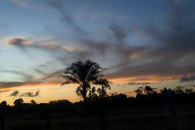 Silhouette of coconut trees at sunset. Dramatic sky of yellow color.
