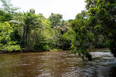 Natural jungle river under the canopy of trees in Valenca, Bahia.