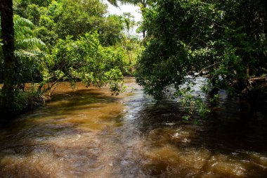 A calm river in the deep forest. City of Valenca, Bahia.