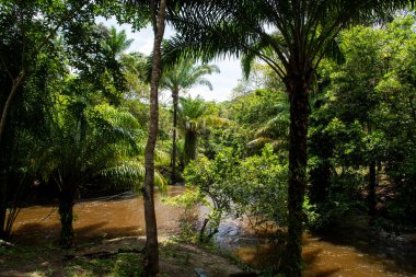 Natural jungle river under the canopy of trees in Valenca, Bahia.