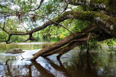 A calm river in the deep forest. City of Valenca, Bahia.