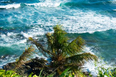 Sea seen from above on a hot day. Coconut tree on the hill. Salvador, Bahia.