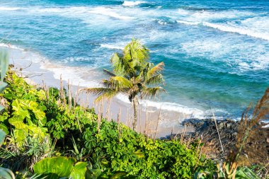 Seascape with leaves and trees on the hill. Top view. Salvador, Bahia.