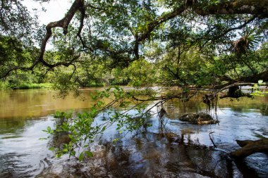 A calm river in the deep forest. City of Valenca, Bahia.