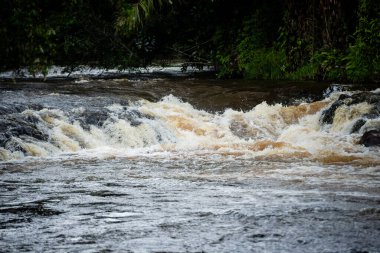 River flowing through dense forest. Rural area of the city of Valenca, Bahia.