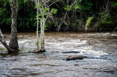 River flowing through dense forest. Rural area of the city of Valenca, Bahia.