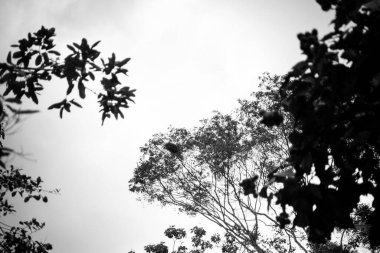 River flowing through dense forest. Rural area of the city of Valenca, Bahia.