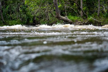 River flowing through dense forest. Rural area of the city of Valenca, Bahia.