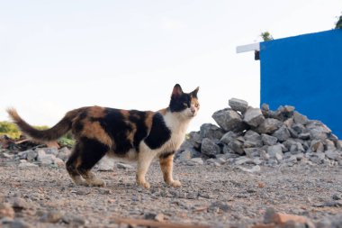 An attentive tabby cat on the sand and concrete street. City of Valenca, Bahia.