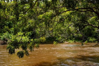 A calm river in the deep forest. City of Valenca, Bahia.