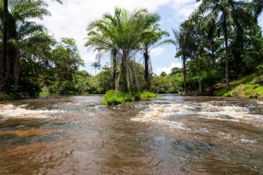 Natural jungle river under the canopy of trees in Valenca, Bahia.