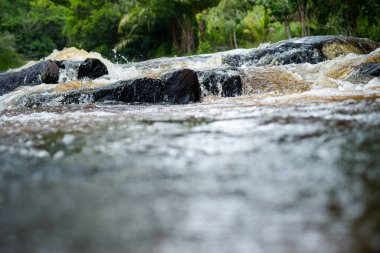 Low view of the river flowing through the forest. Rural area of the city of Valenca, Bahia.