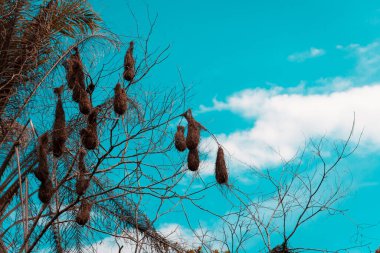 Bird nests hanging from branches of a tree. Rural area of Valenca, Bahia.