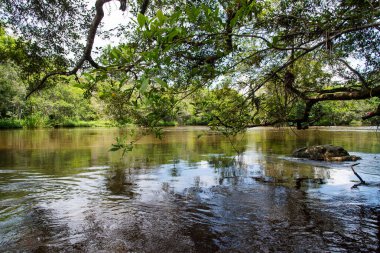 River flowing in the forest. Tree fallen to the river.