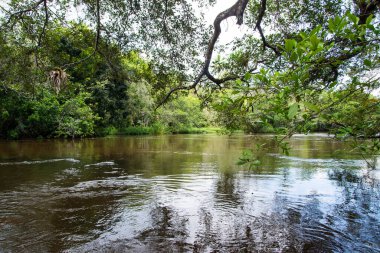 A calm river in the deep forest. City of Valenca, Bahia.