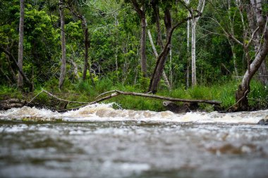 River flowing through dense forest. Rural area of the city of Valenca, Bahia.