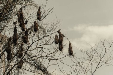 Bird nests hanging from branches of a tree. Rural area of Valenca, Bahia.