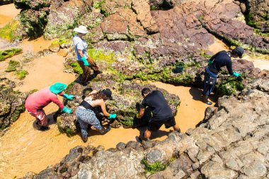Salvador, Bahia, Brazil - October 27, 2019: Volunteers remove black oil from the Rio Vermelho beach spilled by a ship in the Brazilian sea. City of Salvador, Bahia.