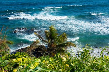 Seascape with leaves and trees on the hill. Top view. Salvador, Bahia.