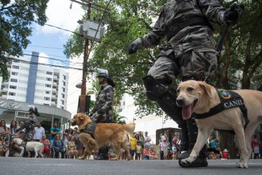 Salvador, Bahia, Brezilya - 07 Eylül 2016: Salvador, Bahia 'daki Brezilya bağımsızlık geçidinde askerler ve askeri köpekler görülüyor.