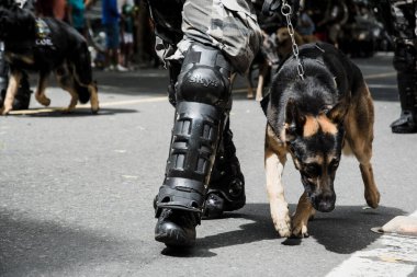 Salvador, Bahia, Brezilya - 07 Eylül 2016: Salvador, Bahia 'daki Brezilya bağımsızlık geçidinde askerler ve askeri köpekler görülüyor.