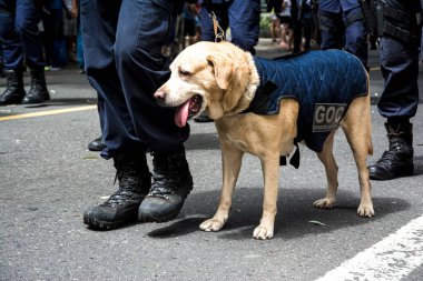 Salvador, Bahia, Brezilya - 07 Eylül 2016: Brezilya 'nın Bahia kentinde düzenlenen bağımsızlık gününde askerler ve belediye bekçi köpekleri geçit töreni.