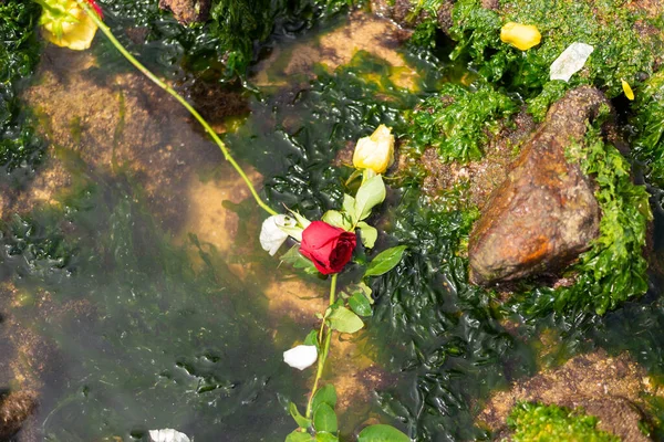 Salvador Bahia Brazil February 2023 Red White Rose Floating Water — Stock Photo, Image