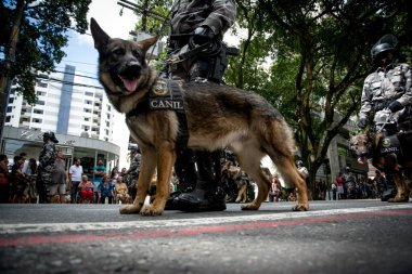 Salvador, Bahia, Brezilya - 07 Eylül 2016: Salvador, Bahia 'daki Brezilya bağımsızlık geçidinde askerler ve askeri köpekler görülüyor.