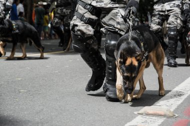 Salvador, Bahia, Brezilya - 07 Eylül 2016: Salvador, Bahia 'daki Brezilya bağımsızlık geçidinde askerler ve askeri köpekler görülüyor.