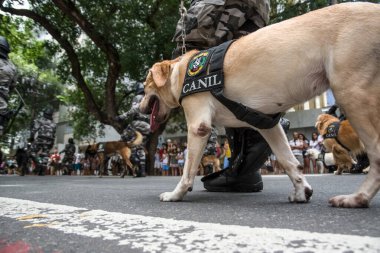 Salvador, Bahia, Brezilya - 07 Eylül 2016: Salvador, Bahia 'daki Brezilya bağımsızlık geçidinde askerler ve askeri köpekler görülüyor.