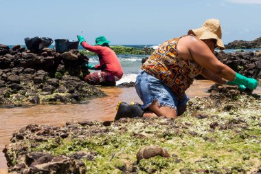 Salvador, Bahia, Brazil - October 27, 2019: Two volunteers are cleaning the Rio Vermelho beach after an oil spill by a ship off the Brazilian coast. Salvador, Bahia.