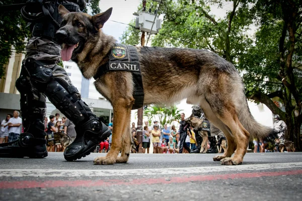 Salvador, Bahia, Brezilya - 07 Eylül 2016: Salvador, Bahia 'daki Brezilya bağımsızlık geçidinde askerler ve askeri köpekler görülüyor.