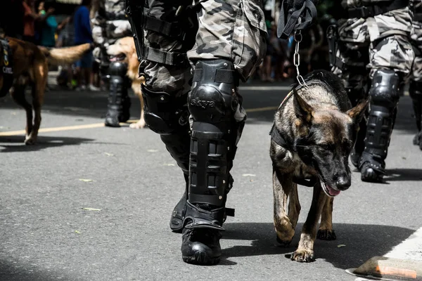 Salvador, Bahia, Brezilya - 07 Eylül 2016: Salvador, Bahia 'daki Brezilya bağımsızlık geçidinde askerler ve askeri köpekler görülüyor.