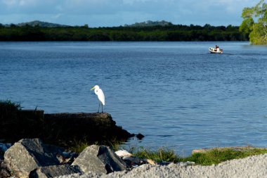 A white heron standing on the riverbank. Preparation for hunting.