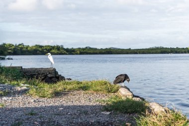 A black vulture and a white heron standing by the riverside. River Una in Valenca, Bahia.