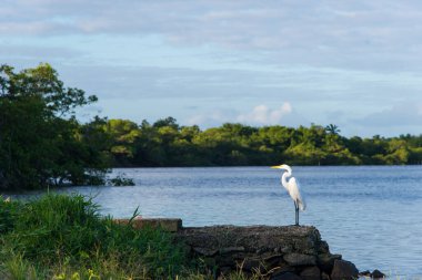 A white heron standing on the riverbank. Preparation for hunting.