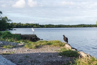 A black vulture and a white heron standing by the riverside. River Una in Valenca, Bahia.
