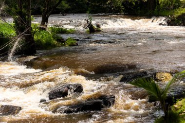 Rio que flui na floresta. rea rural da cidade de Valenca, Bahia.
